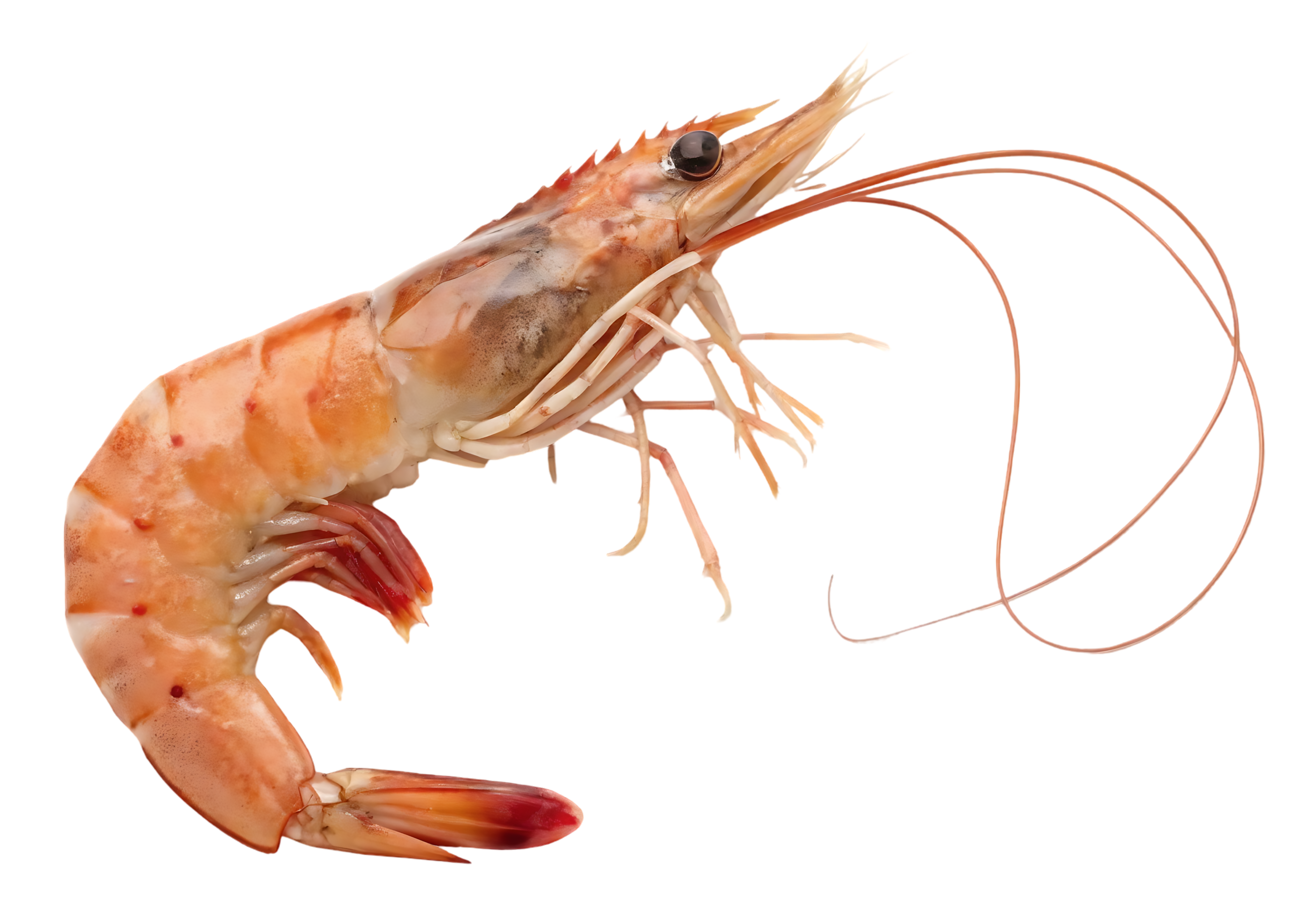 Cooked Shrimp
